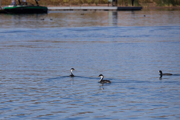 Clark's grebe and coot in the lake