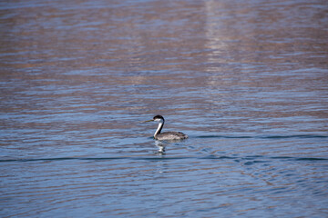 Clark's grebe in the lake