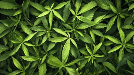 Fototapeta premium Lush Green Cannabis Leaves: A Close-Up View of Cannabis Foliage