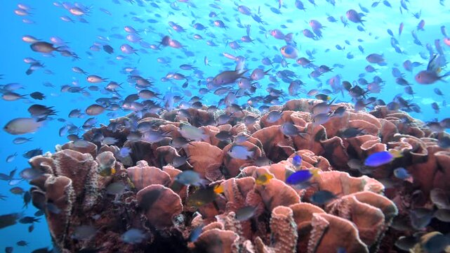 Fish schooling above pristine healthy hard coral reef