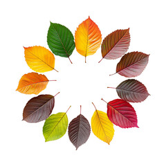 Fototapeta premium autumn leaves background