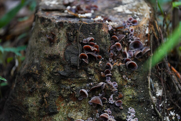 Fototapeta na wymiar Close-up of black fungus growing intricately on a forest log, showcasing the natural beauty and detailed texture of the fungus in a serene woodland setting.