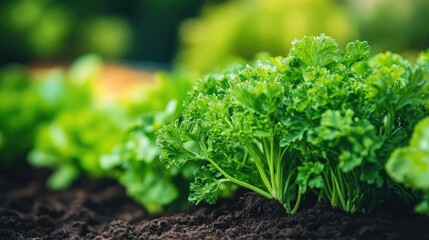 Obraz premium A healthy vegetable crop in an organic farm field, the vibrant green leaves and rich soil reflecting eco-friendly farming methods.