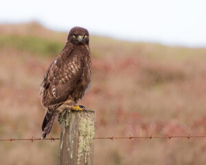 red tailed hawk