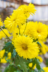 Berna Bugh, Kangan, India. Bright yellow flowers in a village.