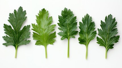 Fototapeta premium Flat-lay of palm kale leaves of varying sizes, their rich green textures standing out against a clean white background.