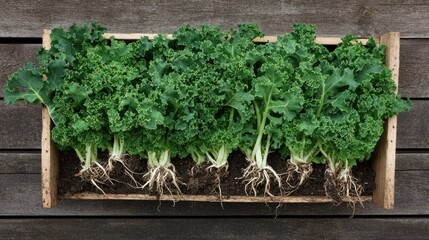 Fototapeta premium Fresh kale sprouts growing in an organic tray, their delicate roots visible in the soil, perfect for a health-conscious lifestyle and vegan dishes.