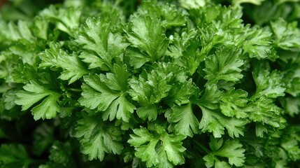 Parsley plants flourishing in a garden bed under soft sunlight, their vibrant green leaves in focus, with the background softly blurred.