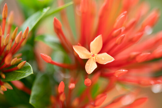 red ixora wet green leaves garden flower with water drops on a blurred garden background. Focus concept. Space for text. Floral nature