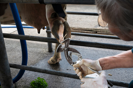 Hoof treatment