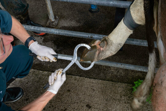 Hoof testers