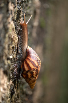 garden snails and slugs urban snails herbivorous animal Phylum Mollusca, from Latin molluscus mole, invertebrate molluscs
