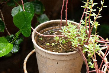 stagnant water Epidemic. possible breeding mosquitoes. proliferation of aedes aegypti, dengue fever, chikungunya, zika virus, mosquito larvae disease