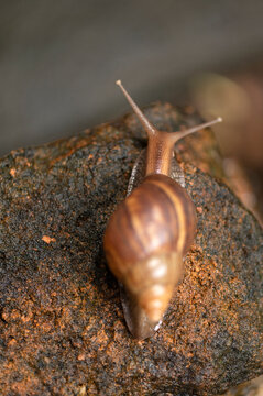 garden snails and slugs urban snails herbivorous animal Phylum Mollusca, from Latin molluscus mole, invertebrate molluscs