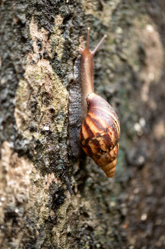 garden snails and slugs urban snails herbivorous animal Phylum Mollusca, from Latin molluscus mole, invertebrate molluscs