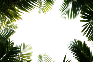 PNG Green dark palm leaves leaf background tropical.