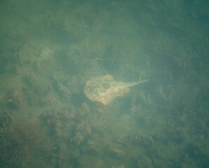 stingray in the water Florida nature animal 
