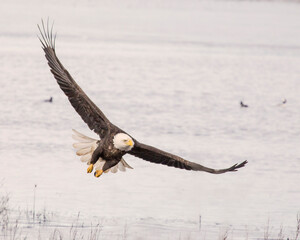 bald eagle in flight