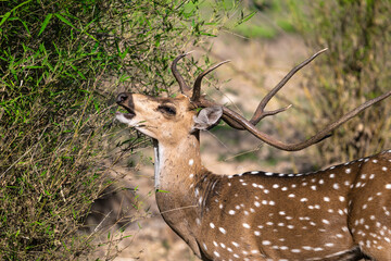 Close-up of a spotted deer eating from a bush in India