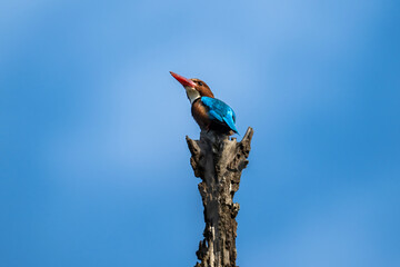 Stork-billed Kingfisher bird perches on top a dead tree stump.