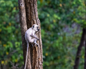 Hanuman or Gray Langur monkey sits on a limb of a tree eating.