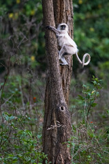 Hanuman or Gray Langur monkey climbs up a tree.