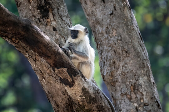 Young hanuman or gray langur monkey sitting in a tree, large eyed.
