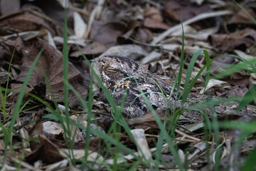 Indian Nightjar bird is nesting, sitting on her eggs in the midst of dead leaves, very camouflaged.