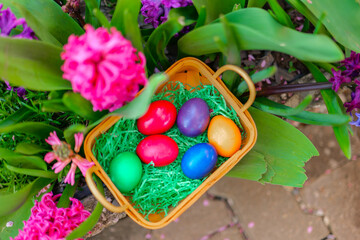 Easter Egg Hunt .Pink, blue Easter eggs in a basket.Top view.Easter holiday tradition.