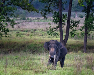 Fototapeta premium Indian Elephant standing in a field of grass with trees and forest in the background.
