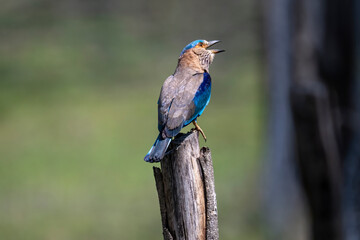 Indian roller bird sit atop a limb, singing.