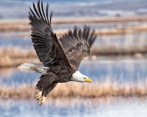 american bald eagle