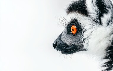 Naklejka premium A close-up of a curious lemur with bright orange eyes staring on a pure white background