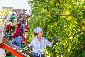 Group of workers harvesting golden apples with professional sorting machine in the garden