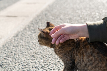 可愛い野良猫を撫でる人