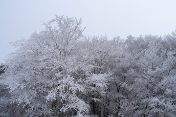 美しい霧氷の森