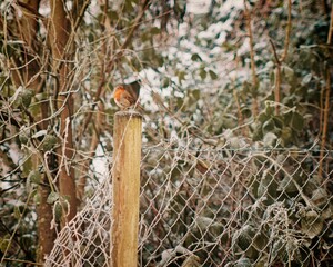 a robin with a red breast perched on a wooden post in a wintery scene. The background is filled with frosty branches and leaves, and a wire fence is visible. The scene captures the beauty of nature in