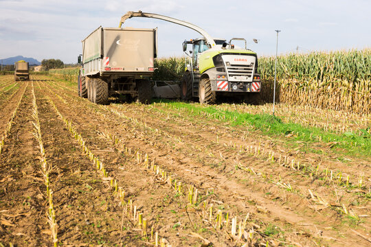PROVINCE OF GIRONA, SPAIN - OCTOBER 20, 2021: Modern header harvesting fodder corn mass, chopping it and pouring into truck body moving in parallel with combine