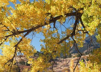 Gold and yellow tree branch during the autumn  fall season at Garden of the Gods Park, Colorado...