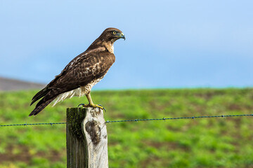 red tailed hawk