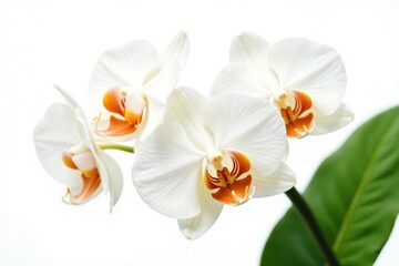 Fototapeta premium White and orange orchid isolated on a simple white background with soft focus effect, leafy greens, white