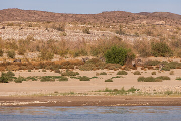 Wild burros in the desert by a lake