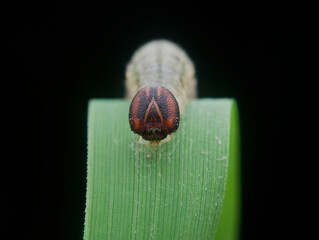Caterpillar on the grass