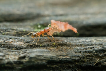 Little red ant carrying his food on the wood