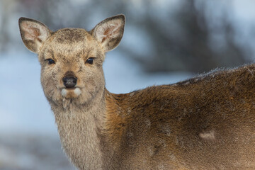 Japan, Hokkaido. Close-up of sika deer.