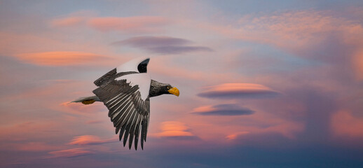 Japan, Hokkaido. Digital composite of sky and Stellar Sea Eagle