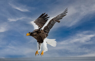 Japan, Hokkaido. Digital composite of sky and Stellar Sea Eagle