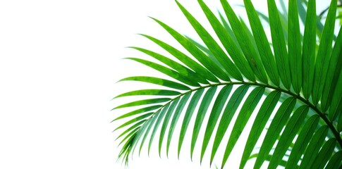 Obraz premium Large palm leaf with intricate veins isolated on white background, green, foliage