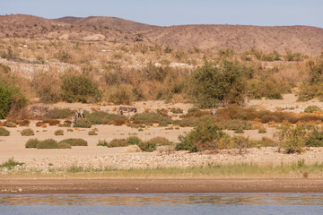 Wild burros in the desert by a lake