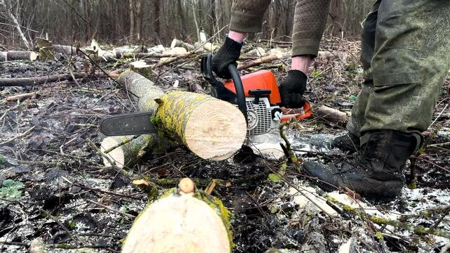 Cutting logs use chainsaw in forest. Woodcutter with Chainsaw on Hardwood Firewood. Firewood for heating a house. Chainsaw cutting tree wood log for home. Deforestation and forest clearance. 